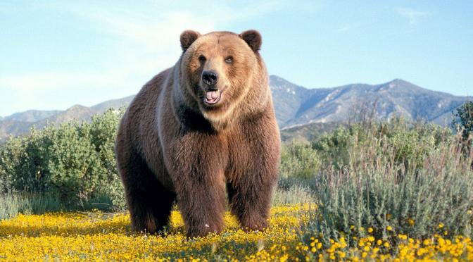 Amazing British Columbia Bear Hunting Season