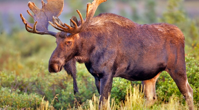 10 Things To Know Before Going On A Moose Hunt