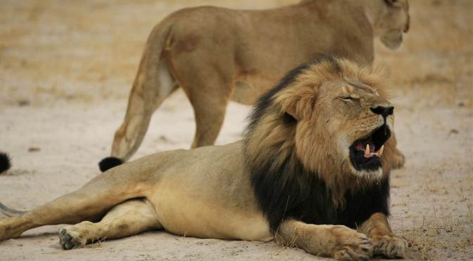Why We Condemn The Killing Of Cecil the Lion